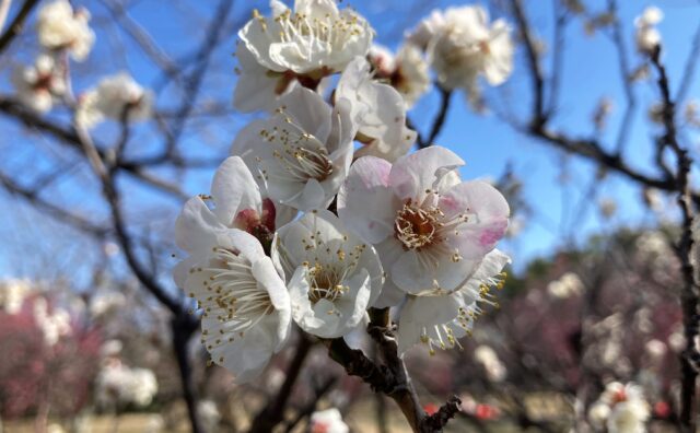 梅の花