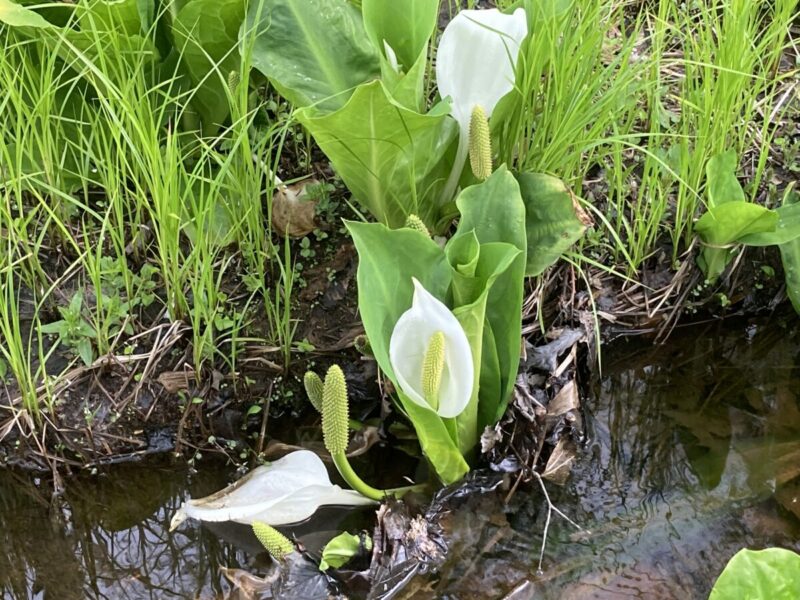 水芭蕉