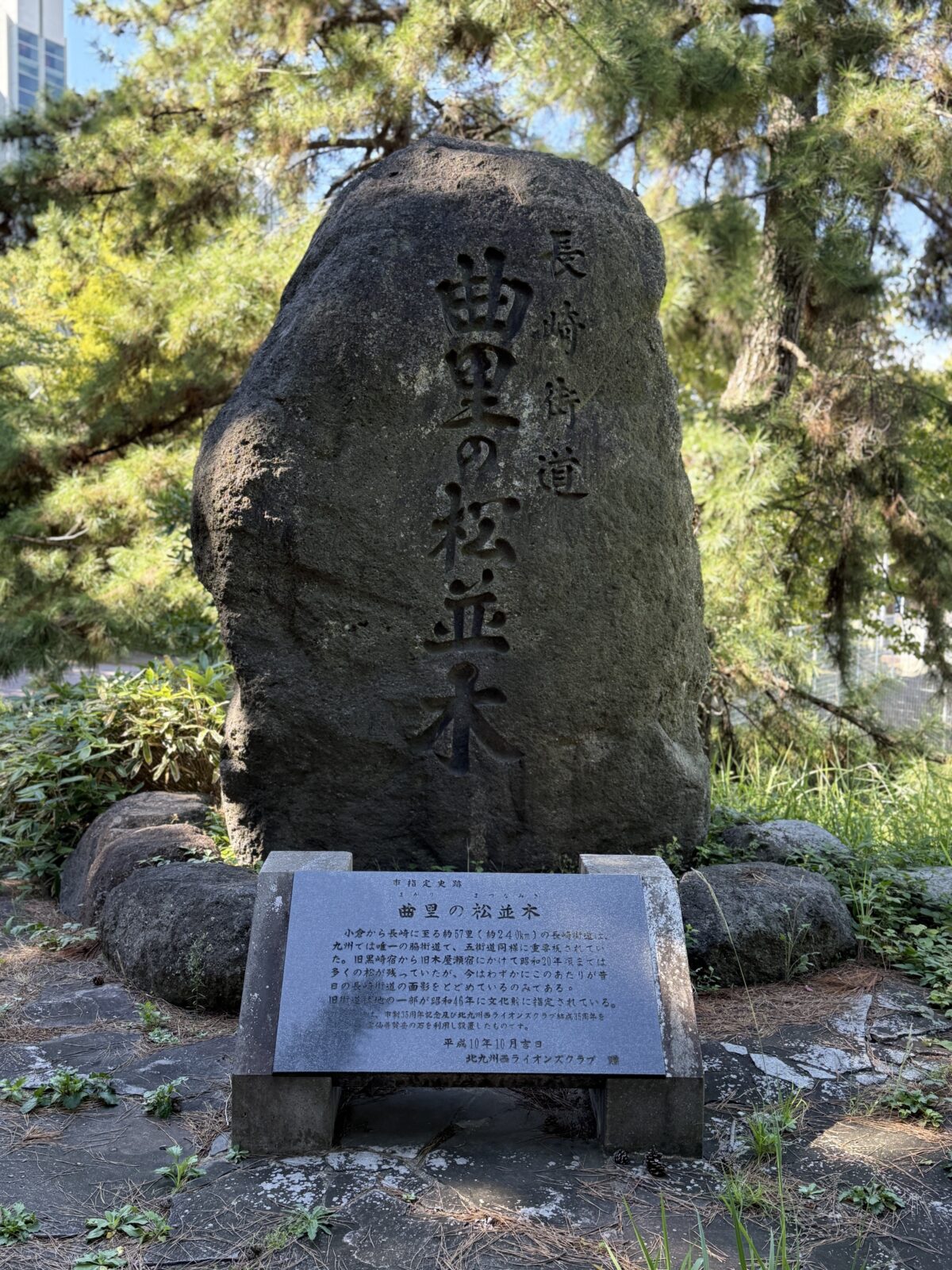 曲里の松並木