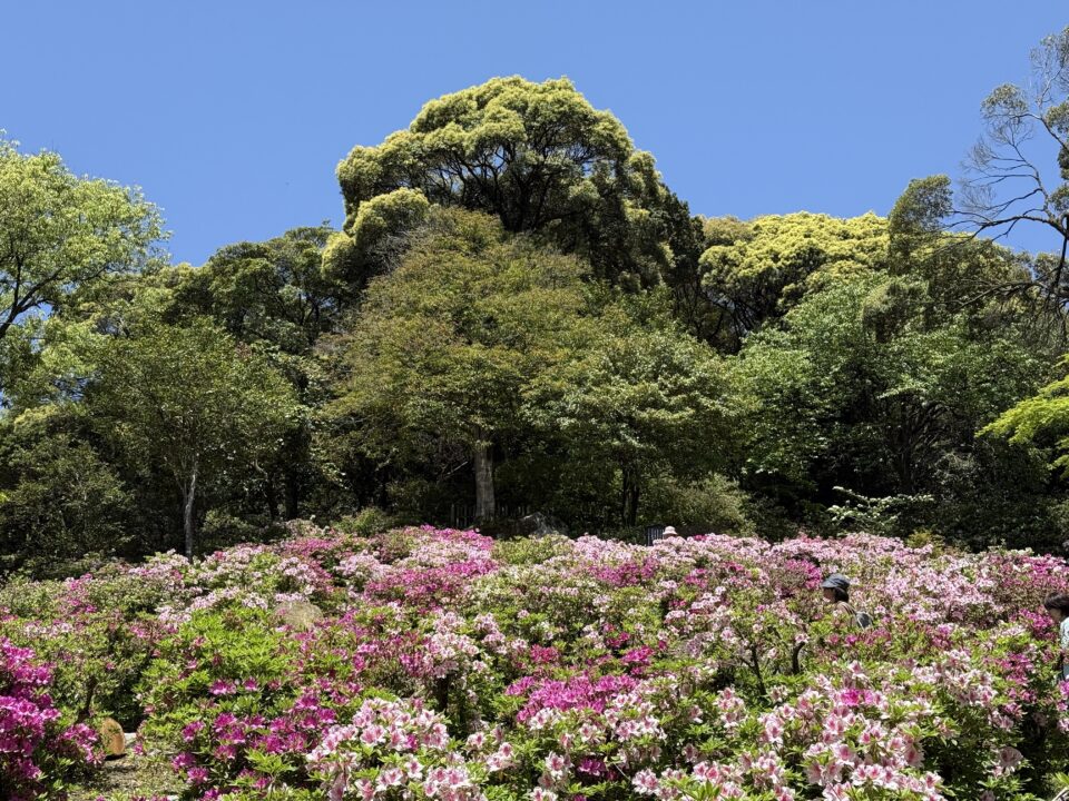 大興善寺のツツジ