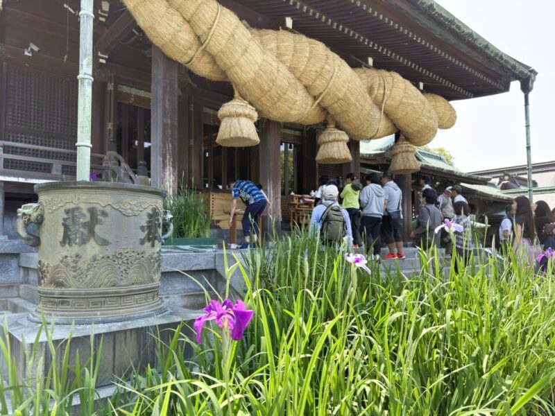 宮地嶽神社 菖蒲