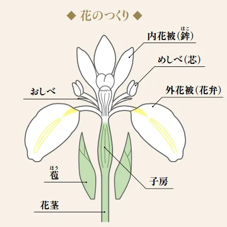 原種は花びらが3枚の単純な三英(さんえい)咲き
