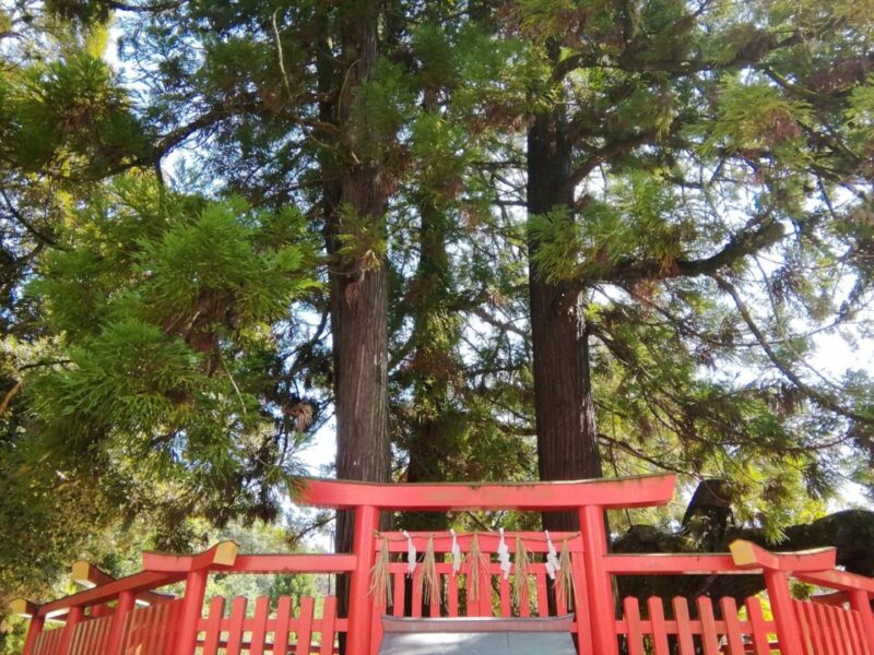 香椎宮「綾杉」