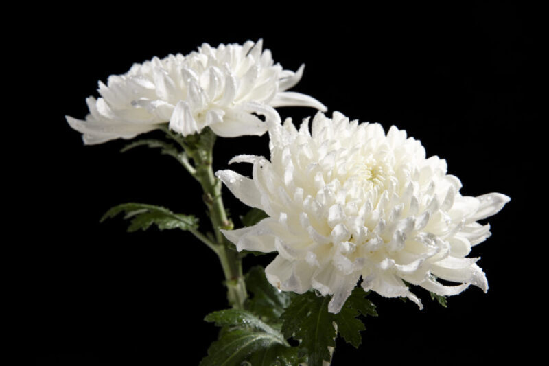 お花