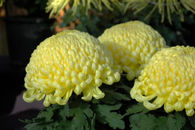 大菊