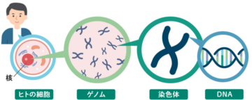 【超やさしい】DNA・RNAって何？遺伝子・ゲノムまで一気に解説 | 文貴ブログ