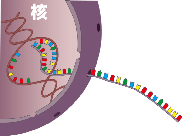 メッセンジャーRNA