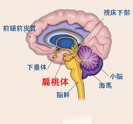 扁桃体
